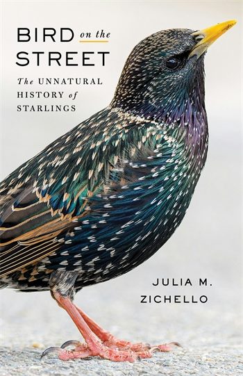 Bird on the Street | Columbia University Press